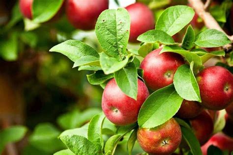 What is a Red spy Apple?
